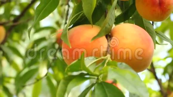 成熟果实的桃树分枝视频的预览图