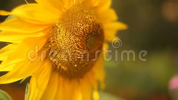 黄色向日葵的自然背景图像视频的预览图