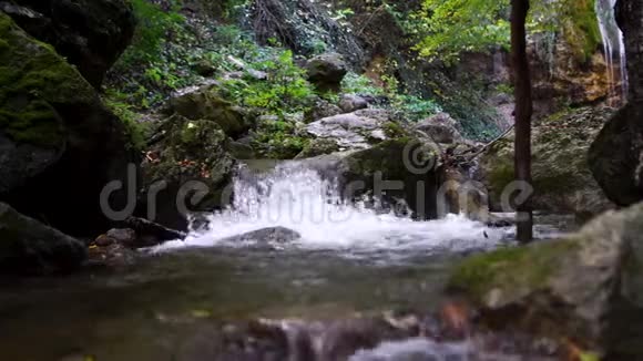 一条河流流过绿色欧洲森林的原始美景视频的预览图