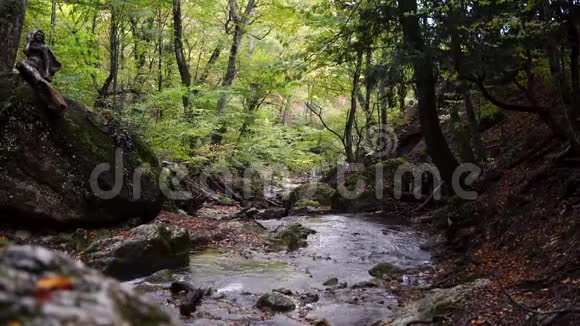一条河流流过绿色欧洲森林的原始美景视频的预览图