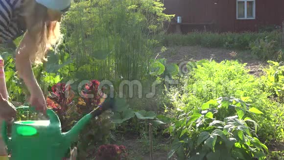 女农民用水浇灌花园蔬菜以抵御傍晚的阳光4K视频的预览图