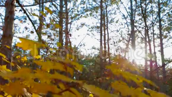 带着黄色叶子的树枝对抗阳光视频的预览图