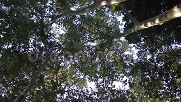城市里美丽的热带树西班牙棕榈树视频的预览图