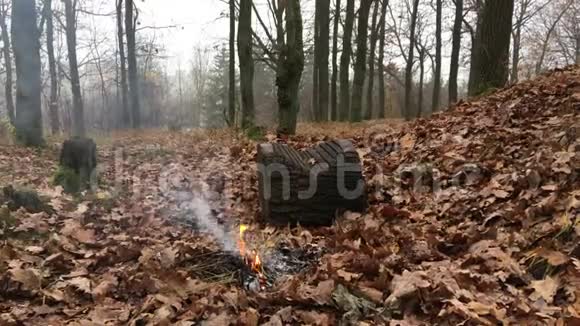 视频火灾烟雾在秋天森林燃烧的叶子视频的预览图