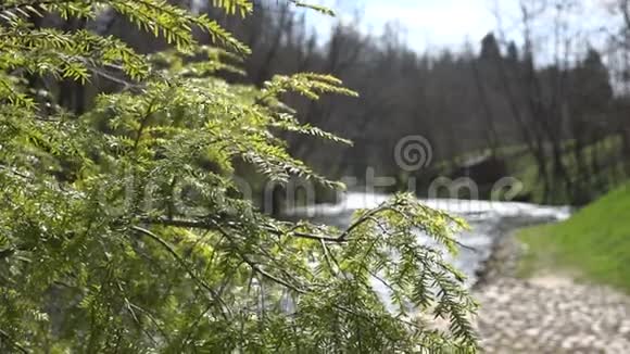 桧树枝流水倒影4K视频的预览图