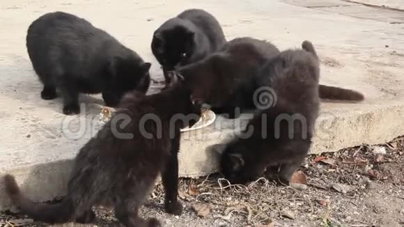 美丽蓬松的黑猫视频的预览图