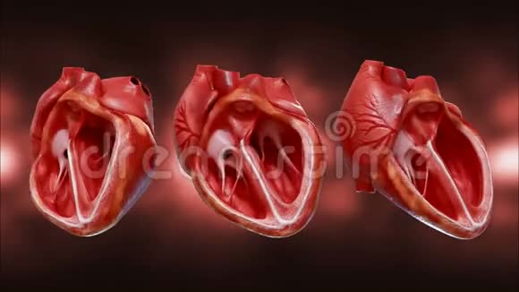 心脏的解剖3D用阿尔法通道绘制跳动的人类心脏的动画循环动画视频的预览图