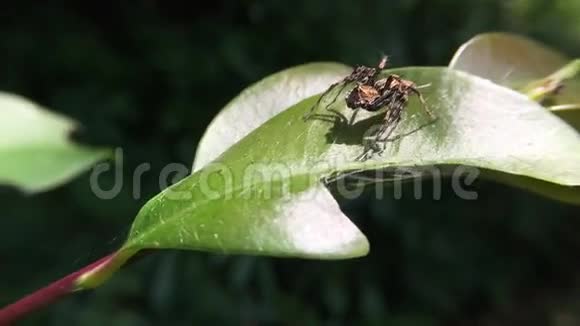 热带雨林中的小蜘蛛视频的预览图