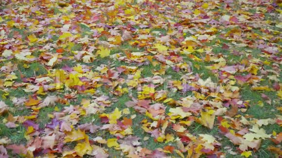 秋天黄色和红色的叶子躺在草地上视频的预览图