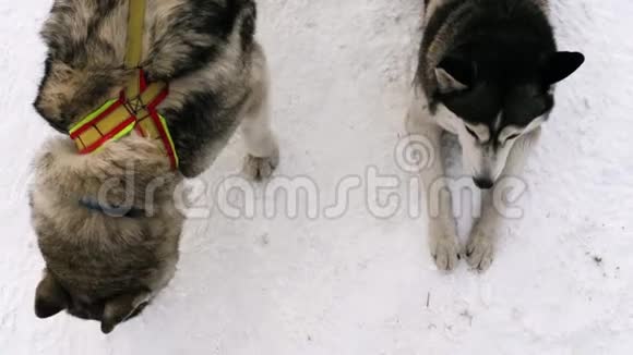 带着雪橇的狗视频的预览图