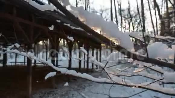 日落时覆盖的雪枝视频的预览图