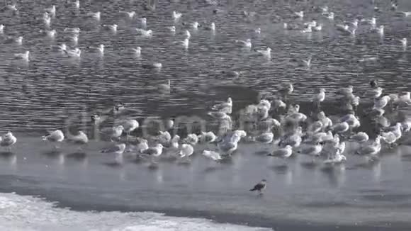 大黑背鸥Larus马林鱼欧洲鲱Larus阿根廷人和鸭子在冰上和湖水在冬天的一天视频的预览图