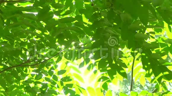 自然背景阳光透过风吹在风树绿叶上模糊的抽象波克与太阳耀斑阳光视频的预览图