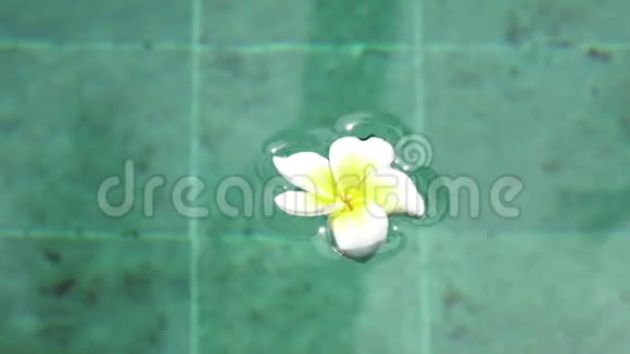 热带休息的象征漂浮在水池中的花水疗池巴厘岛印度尼西亚和平视频的预览图