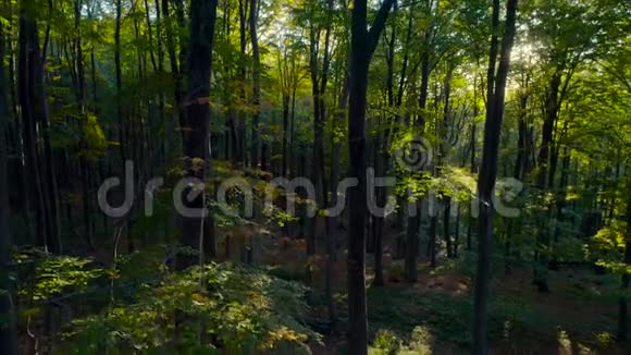 山上秋林树的航拍视频自然绿木阳光背景视频的预览图