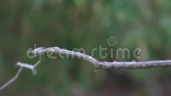 黑冠翠鸟HalcyonPassata鸟吃蟋蟀视频的预览图