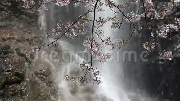 樱花带瀑布视频的预览图