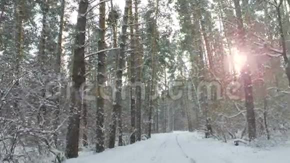 冬林路和太阳慢动作视频的预览图
