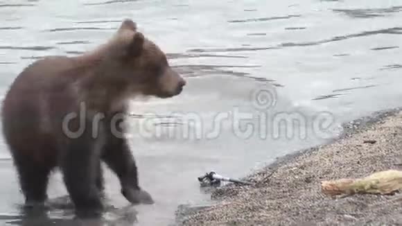 熊打破摄像机视频的预览图