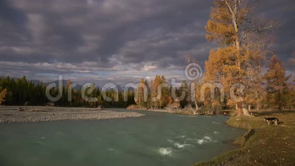 河水漫过急流松林在岸两只狗在嬉戏秋天的自然景观视频的预览图