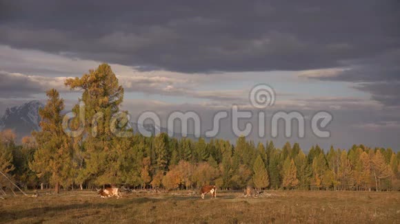 一头白棕色的牛在秋野上放牧背景是黑云天下的山脉视频的预览图
