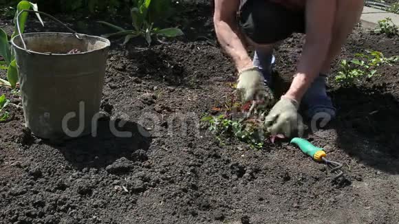 有植物的园丁视频的预览图