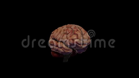 现实的三维脑模型大脑在黑色背景上旋转视频的预览图