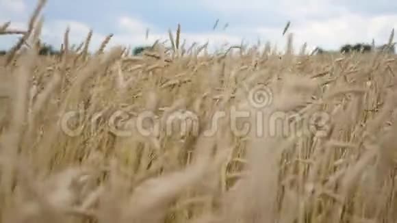麦穗在风中飞舞小麦田视频的预览图