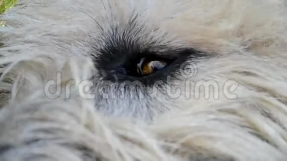 爱尔兰狼眼视频的预览图