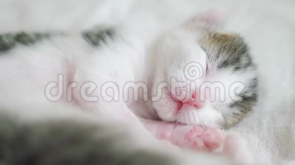 小可爱的新生小猫睡在床上小生活方式小猫在梦中辗转反侧地嗅着抽搐着视频的预览图