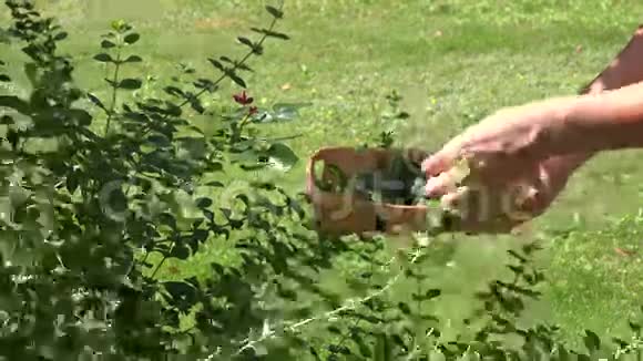 草药师手在花园里采摘薄荷草本植物叶子到柳条菜4K视频的预览图