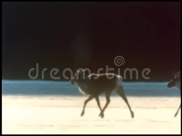 驯鹿在结冰的地形上缓慢地奔跑视频的预览图