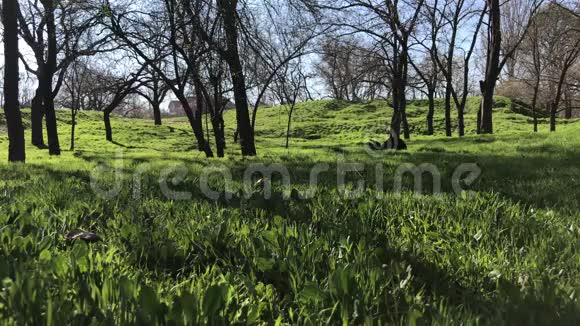 春天公园的景色绿草和树木视频的预览图
