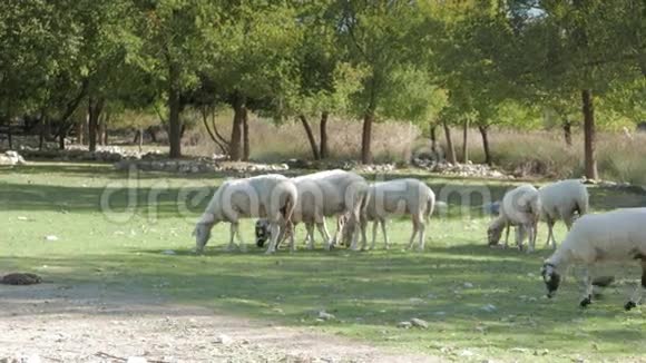 绵羊和羔羊在农村的一片绿色草地上放牧4k视频的预览图