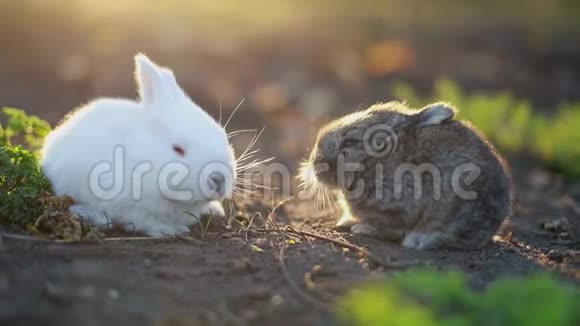 可爱的毛茸茸的兔子和柳条篮子白色背景上有五颜六色的复活节彩蛋视频的预览图