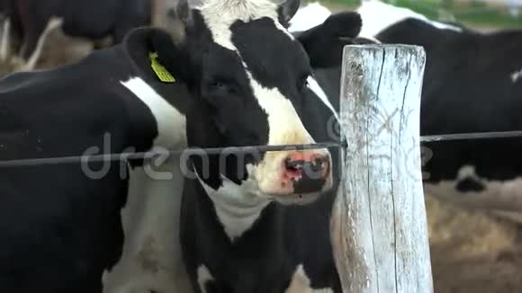 牛靠近栅栏视频的预览图