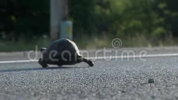 大海龟从低角度穿过混凝土路视频的预览图