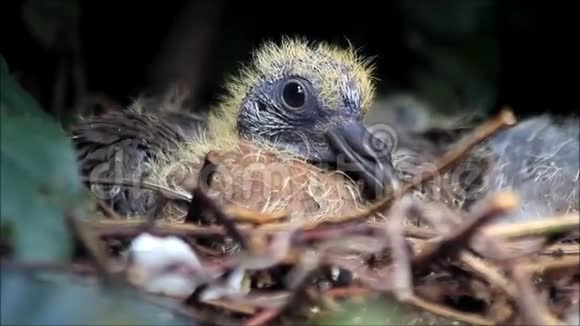 新生的鸽子宝宝在巢里视频的预览图