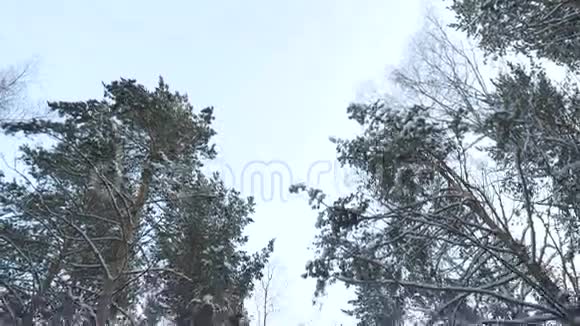 雪林中霜冻的冬季景观冬天的路森林里有松树有树木的冬林全景视频的预览图