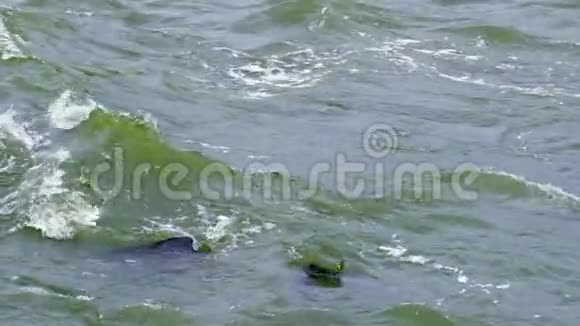 水流强烈的波浪在石头上翻滚波浪撞击岩石喷向不同方向飞行寒冷视频的预览图