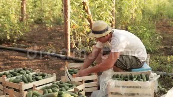 农夫在有机农场上给新鲜黄瓜排序视频的预览图