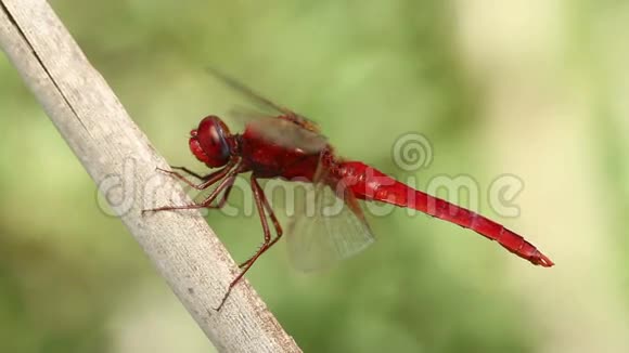 在野生动物中休息红蜻视频的预览图