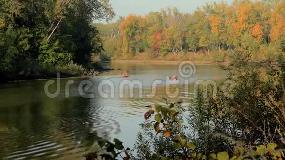 秋天的黎明和树梢落叶和太阳视频的预览图