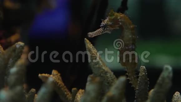 泰国曼谷暹罗海洋馆世界漂浮海马视频的预览图