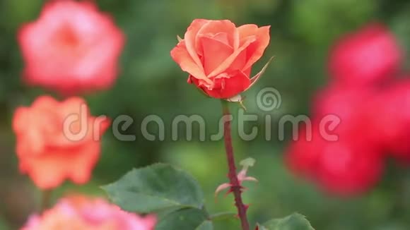 花园里美丽的玫瑰视频的预览图