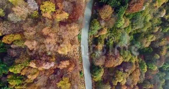 高空俯视在五彩缤纷的乡村秋林中沿路而下秋天的橙绿黄红树视频的预览图