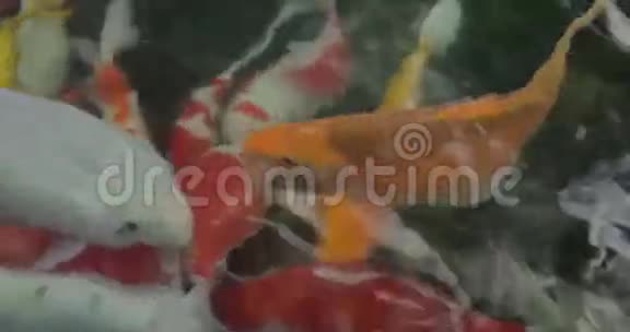 室外池塘彩鲤鱼视频的预览图