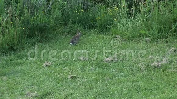 兔子小心翼翼地观察着他在草地边上的环境视频的预览图