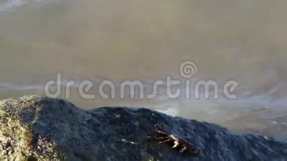螃蟹在沉重的海滩岩石上行走和爬行水抓住它们压力蟹在阿曼海滩寻找猎物和食物视频的预览图
