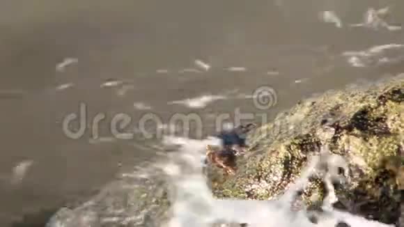 螃蟹在沉重的海滩岩石上行走和爬行水在压力下抓住它们螃蟹在阿曼海滩上寻找猎物和食物视频的预览图